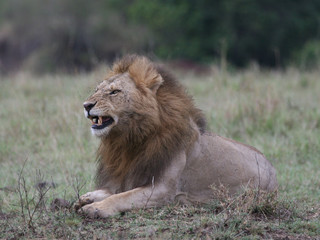 lion with mouth partly open