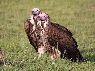 lappet faced vultures,the largest vultures in the wild