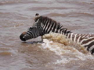 Fototapeta na wymiar zebra in water swimming across a river during migration