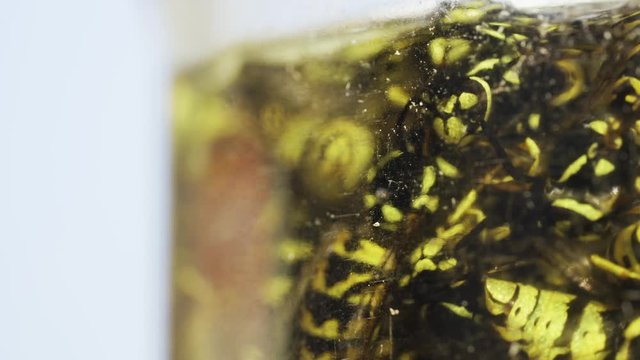 Wespen gefangen in der Zuckerwasserflasche