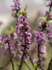 Violett blühende Blüten des Seidelbast an zahlreichen Zweigen und ersten grünen Blättern.
