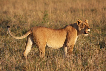Plakat lioness in the grass grimacing looking at the camera
