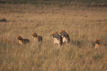 attentive lions in the savannah