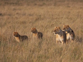 lion cubs playing in the savannah