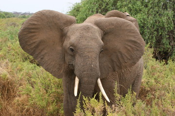 Fototapeta na wymiar close up of ears of an elephant