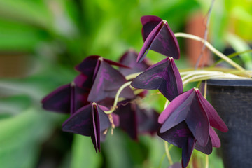Purple shamrock or Flower Oxalis triangularis plant with leaves in the summer garden.