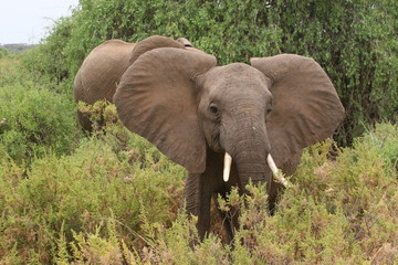 the ears of an elephant spread out