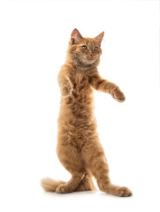 Fototapeta premium Orange cat standing on its hind legs isolated on a white background.