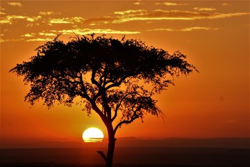 sunset in the bush with an acacia in the background