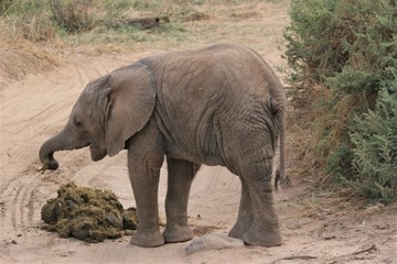 baby elephant eating mum's dung