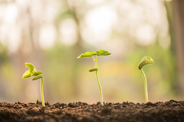 plant growing in morning light green nature bokeh background, new life, business financial progress cultivation. agriculture, horticulture. plant growth evolution from seed to sapling, ecology concept