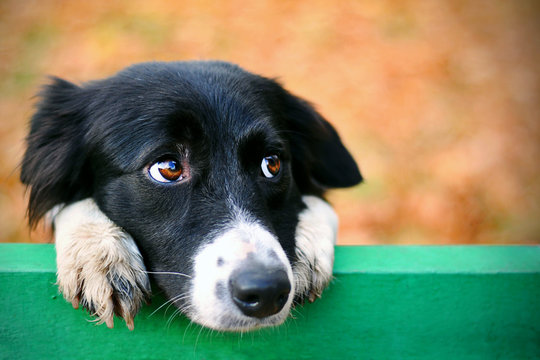 Stray sad border collie dog in autumn park looking depressed. Homeless witty dog with sad eyes look for shelter. Collie dog sad eyes closeup hanging on bench. Abandoned alone collie dog portrait