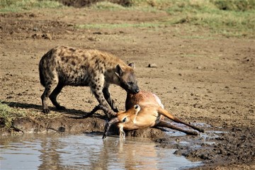 hyena in the savannah eating an impala