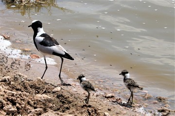 blacksmith plover with small chicks