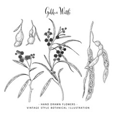 Vector Sketch Golden Wattle (acacia pycnantha) decorative set. Hand Drawn Botanical Illustrations. Black and white with line art isolated on white backgrounds. Plant drawings. Retro style elements.