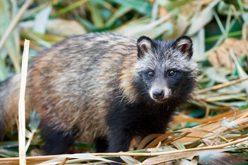 Raccoon Dog (Nyctereutes procyonoides) in Kazakhstan. Cute wild animals in natural environmen....