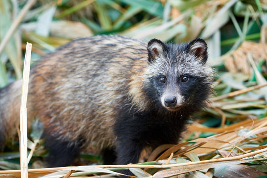 Raccoon Dog (Nyctereutes procyonoides) in Kazakhstan. Cute wild animals in natural environmen. Atyrau Region. Kazakhstan. 