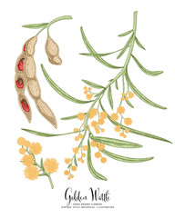Vector Sketch Golden Wattle (acacia pycnantha) decorative set. Flowers,Leaves,Pods. Hand Drawn Botanical Illustrations. Line art isolated on white backgrounds. Plant drawings. Retro style elements.