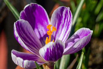 Crocus vernus violet flower