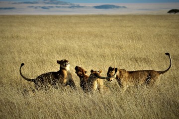 lioness and cubs