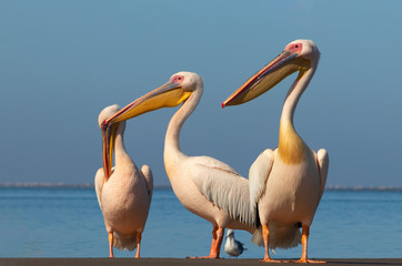 Wild african birds. A group of several large pink pelicans stand in the lagoon on a sunny day