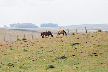 herd of wild horses in the desert