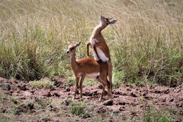 thomson gazelles mating