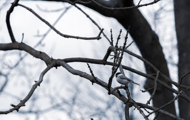 The sparrow sits on a branch against the sky