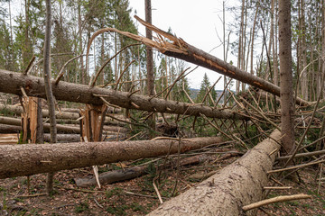 Sturmschäden im Mischwald