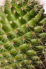 Succulent and cactus in pot