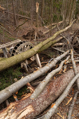 Sturmschäden im Mischwald