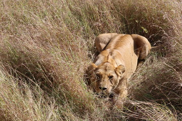 lion female hunting in tall grass