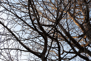 View from under, the branches of the fall leaves tree, the sky backdrop in Tokyo, Japan.
