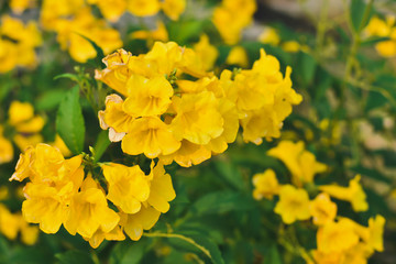 yellow flowers in the garden