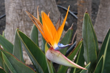 Obraz premium bird of paradise
