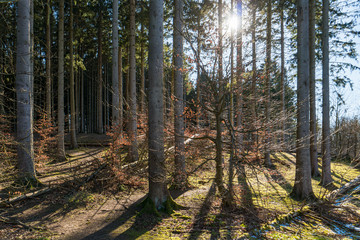 Spruce tree trunks with back light in the forest