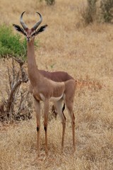 gerenuk antelope in the wild