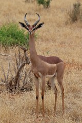 gerenuk antelop with a long neck like a giraffe