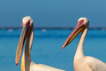Wild african birds. A group of several large pink pelicans stand in the lagoon on a sunny day