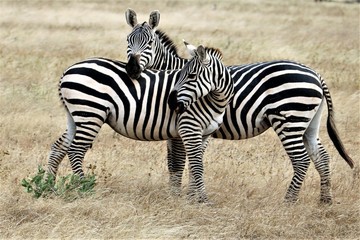 Fototapeta na wymiar zebra in the wild