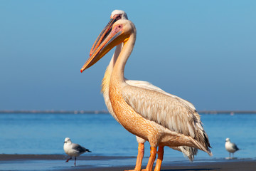 Wild african birds. A group of several large pink pelicans stand in the lagoon on a sunny day