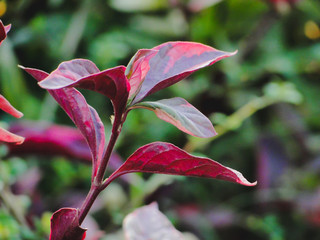 red and yellow flower