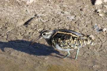 painted snipe 