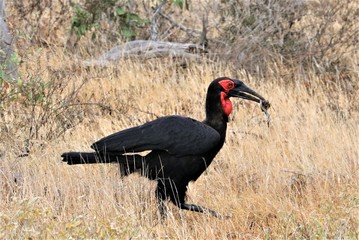 ground hornbill with a snake
