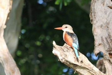 juvenile kingfisher on a branch