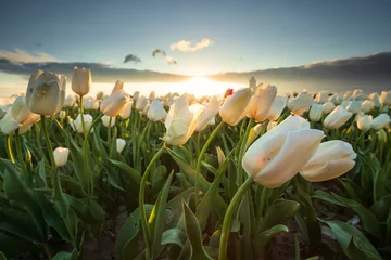 Fotobehang field with white tulips in sunshine © Olha Rohulya