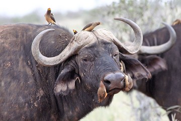Fototapeta premium buffalo in the wild