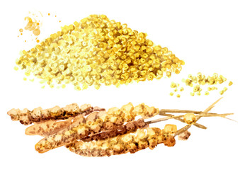 Dry millet grains with ears of millet set. Hand drawn watercolor illustration isolated on white background