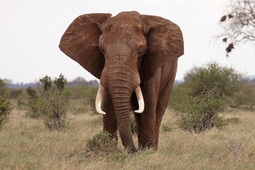 Plakat head of an elephant