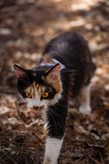 Domestic Cat Walking in Woods